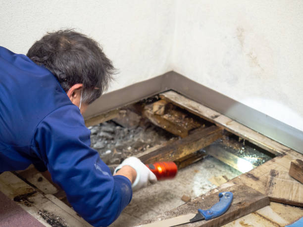 Best Certified Mold Removal  in Vinita, OK