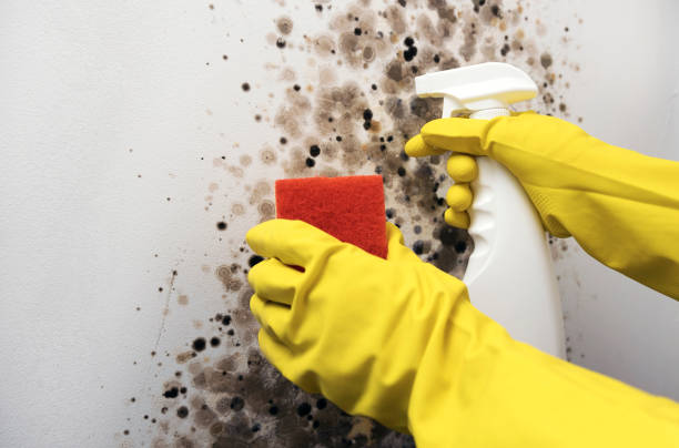 Best Commercial Mold Removal  in Vinita, OK