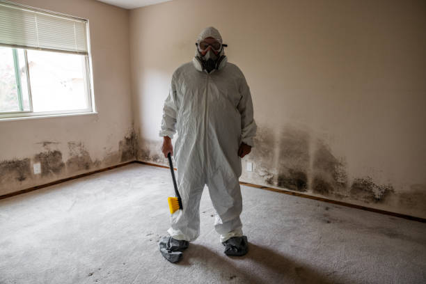 Best Mold Damage Repair  in Vinita, OK