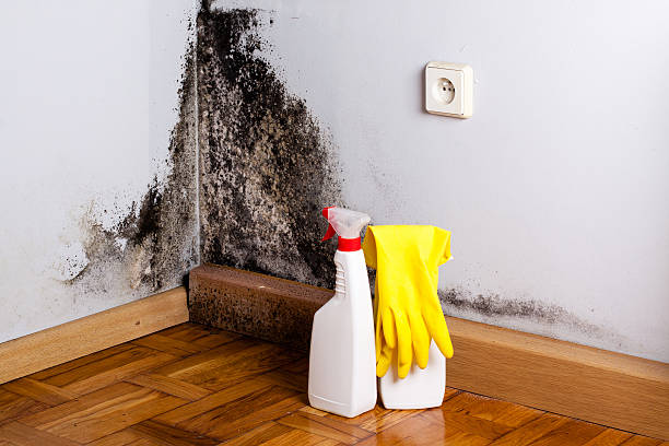 Best Attic Mold Removal  in Vinita, OK